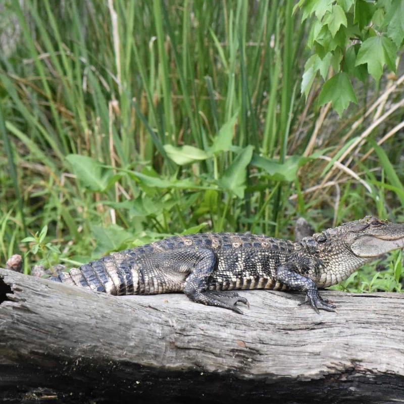 Manchac Mystic Wildlife Kayak Tour
